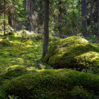 Sunlit Moss Mounds on Forest Floor in Finland