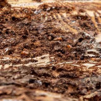 bark beetle 