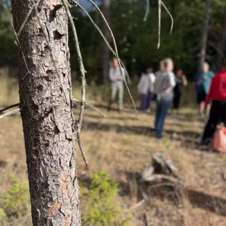 Image from the forest site, showing both damaged trees and the workshop group