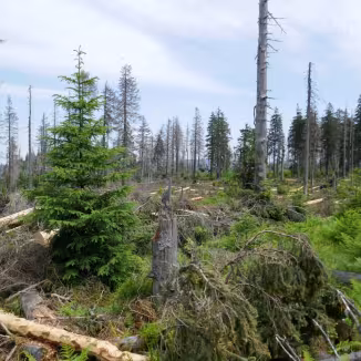 Photo shows forest with bark beetle damage.