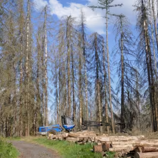 the photo shows bark beetle damaged forest