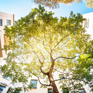 urban nature