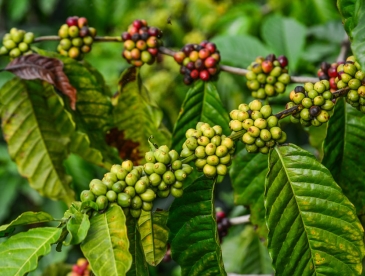 Coffee beans