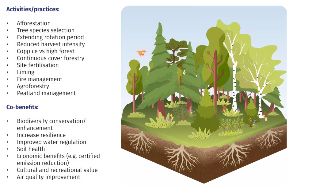Graphic showing types of carbon farming
