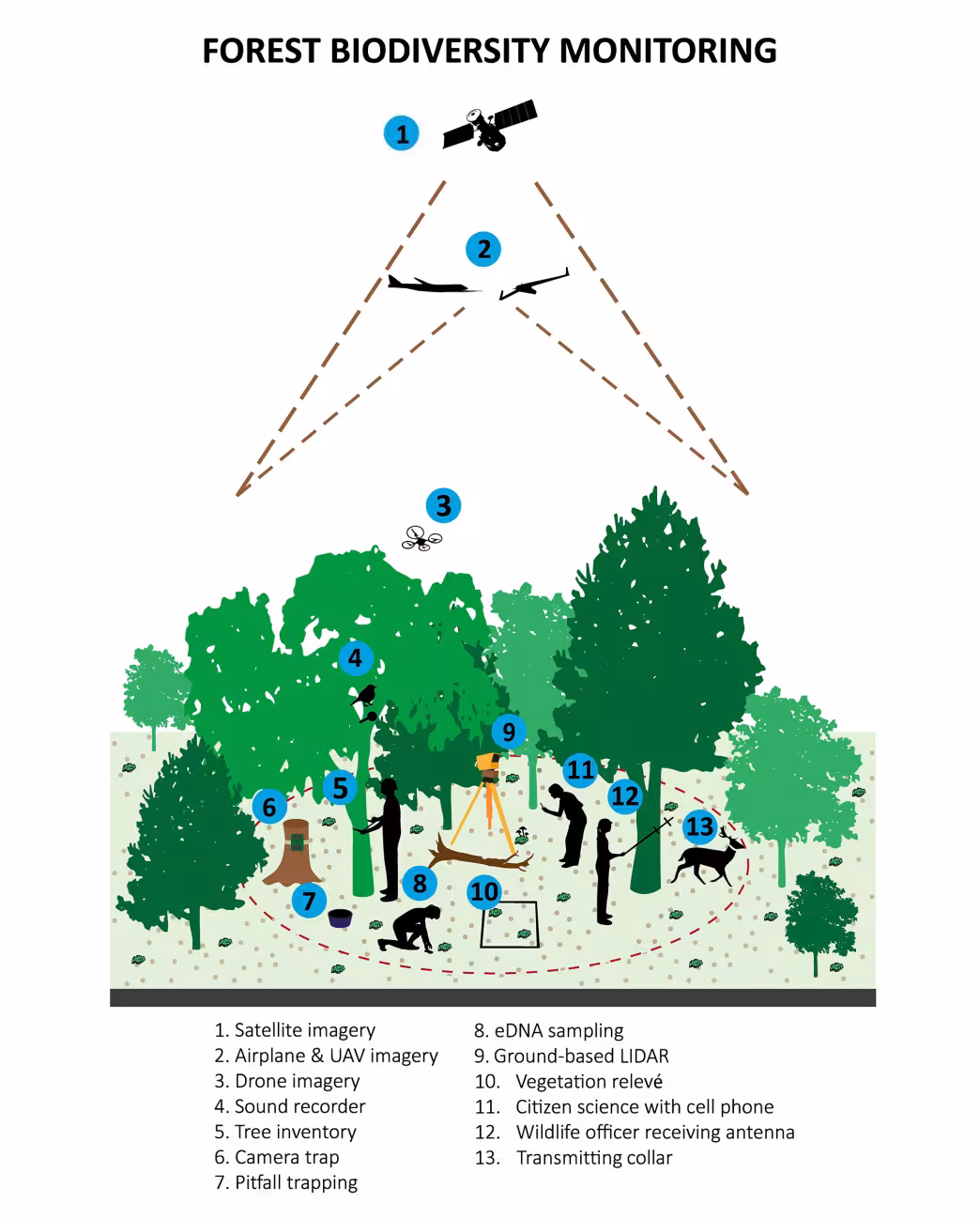 Forest monitoring techniques