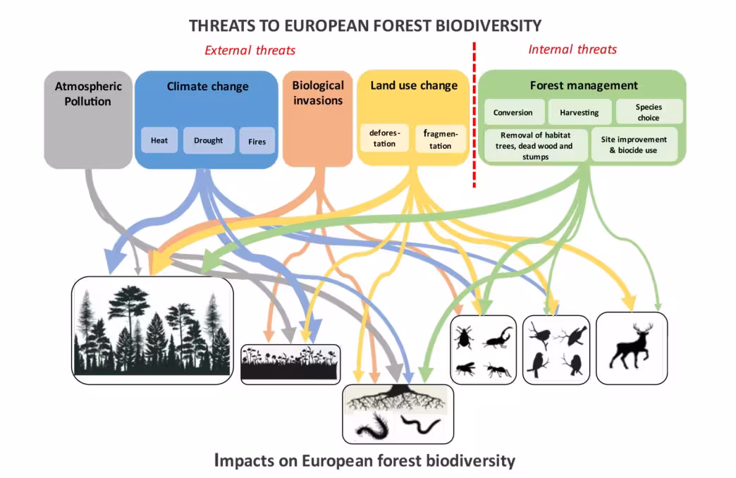 This graphs shows the threats and impacts to European forest biodiversity