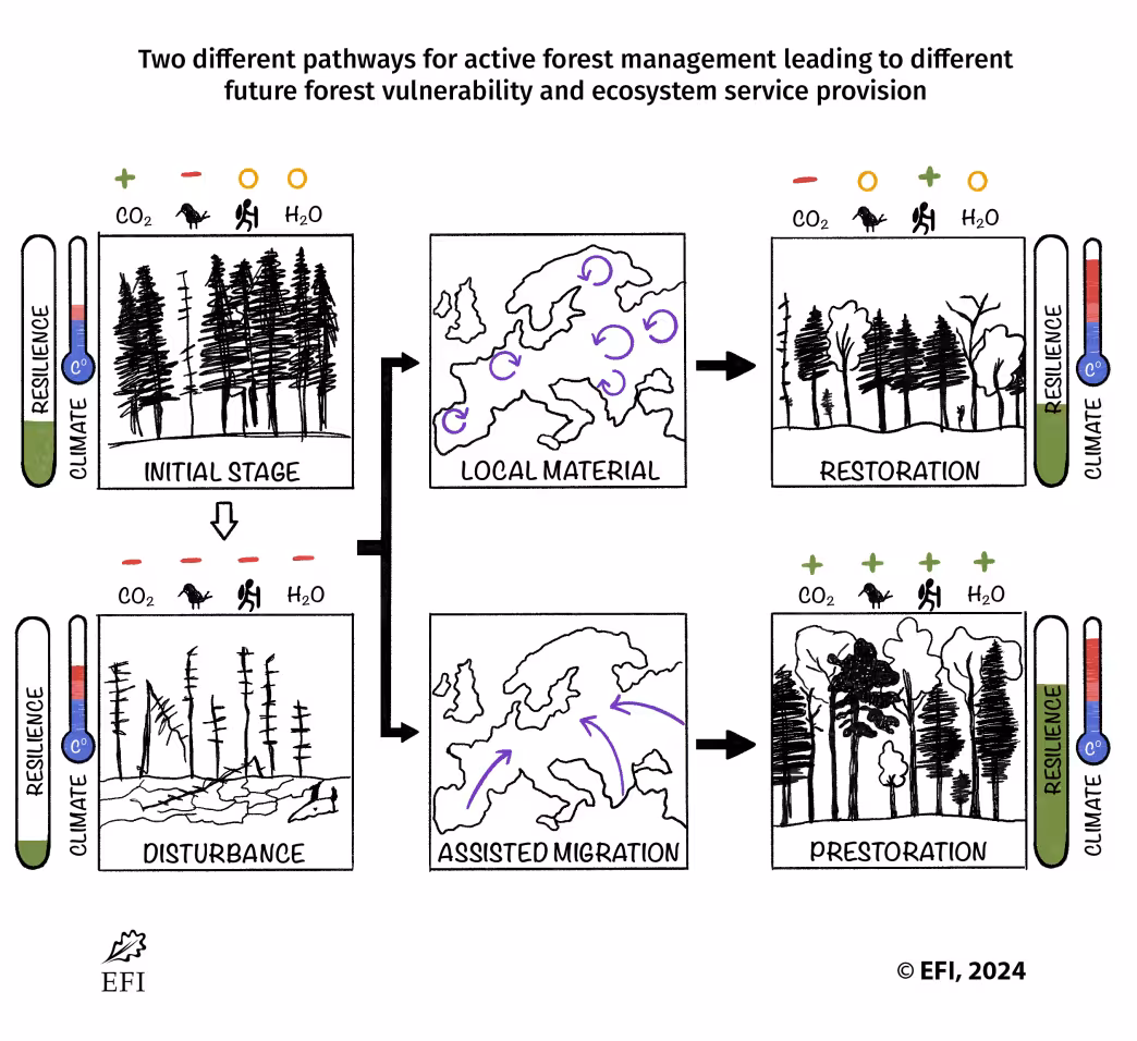 Two different pathways for active forest management  leading to different future forest vulnerability and  ecosystem service provision