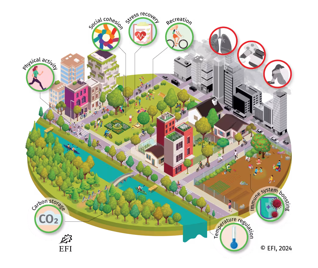 Il verde urbano contribuisce a favorire stili di vita sani; mitiga gli effetti nocivi del cambiamento climatico e stimola uno sviluppo sano del sistema immunitario.