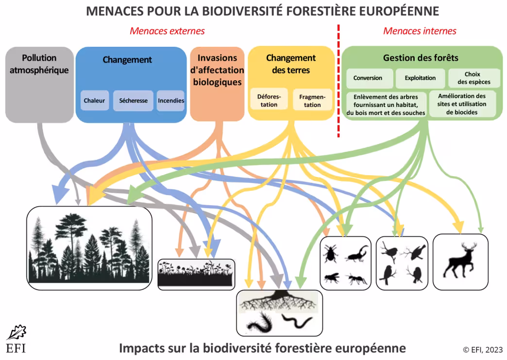 MENACES POUR LA BIODIVERSIT&Eacute; FORESTI&Egrave;RE EUROP&Eacute;ENNE