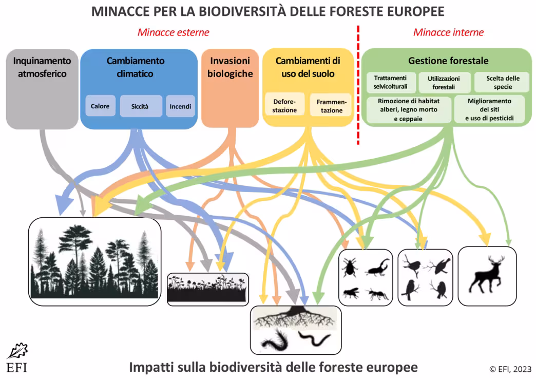 MINACCE PER LA BIODIVERSIT&Agrave; DELLE FORESTE EUROPEE