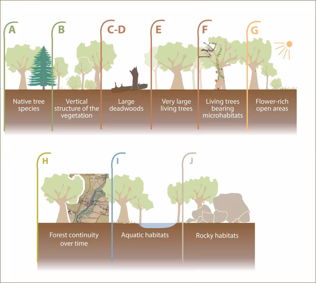 Seven factors related to structural and compositional stand features, and forest management (A&ndash;G) and three factors related to land-use history and associated macrohabitats (H&ndash;J)