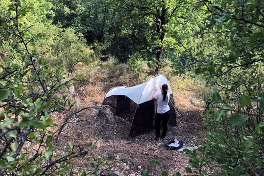 Installation of a malaise trap &ndash; a tent-like structure made of fine mesh used to passively capture flying insects. Insects flying into it are guided upward into a collecting jar filled with alcohol at the highest point.