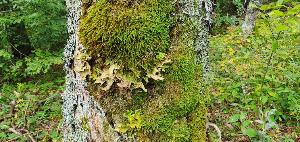 Ecosystem services: old-growth forest in Slovakia