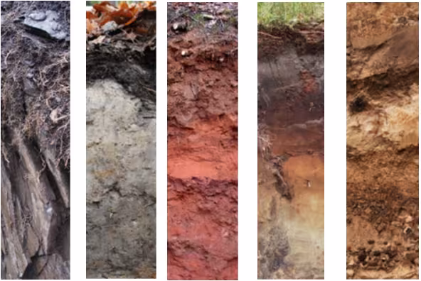 Different soil types: Leptosol, Gleysol, Luvisol, Podsol, Cambisol