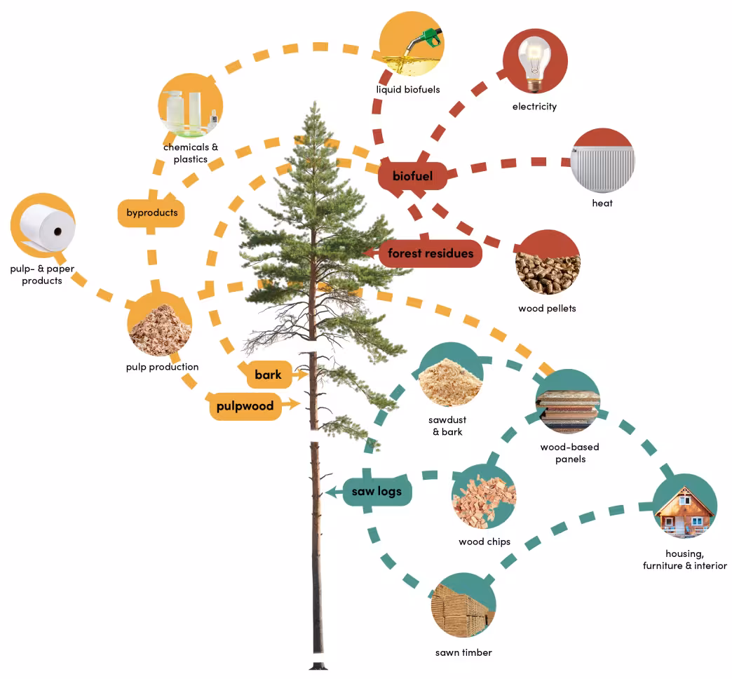 examples of harvested wood products