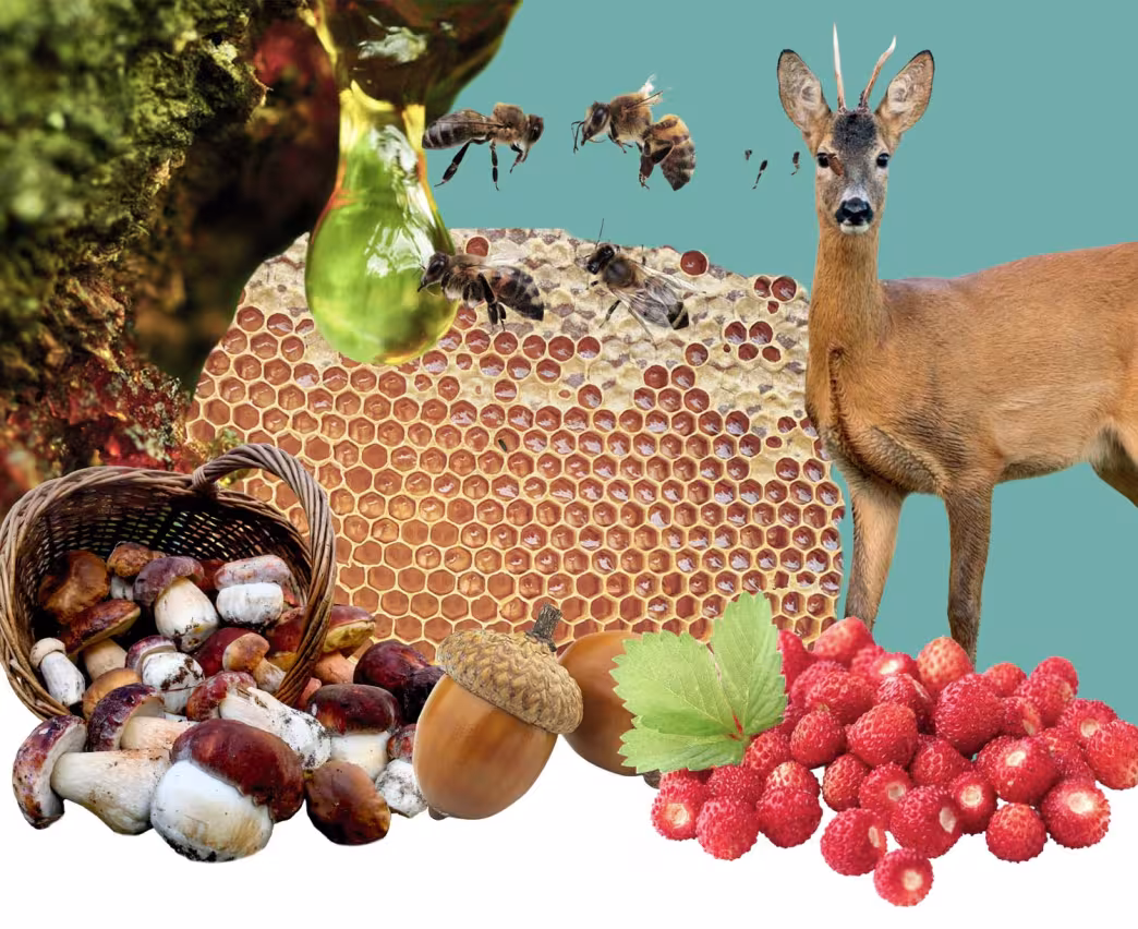 Collage of non-wood forest products including berries, mushrooms and honey.