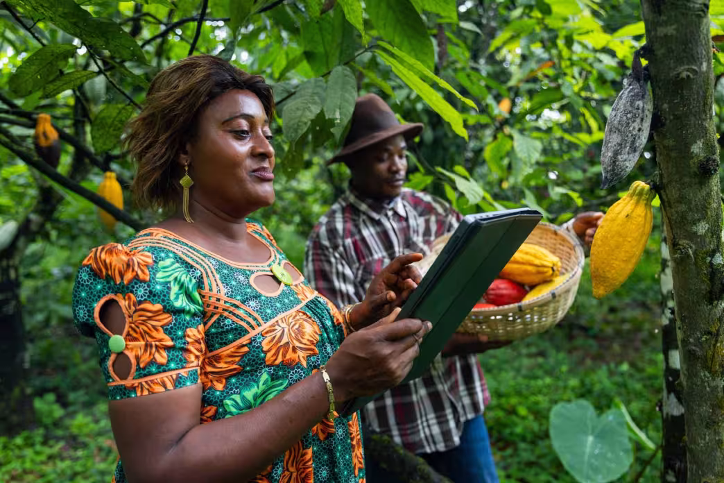 Woman using a digital tablet while inspecting yellow cocoa pods on a tree alongside a farmer in a cocoa grove.