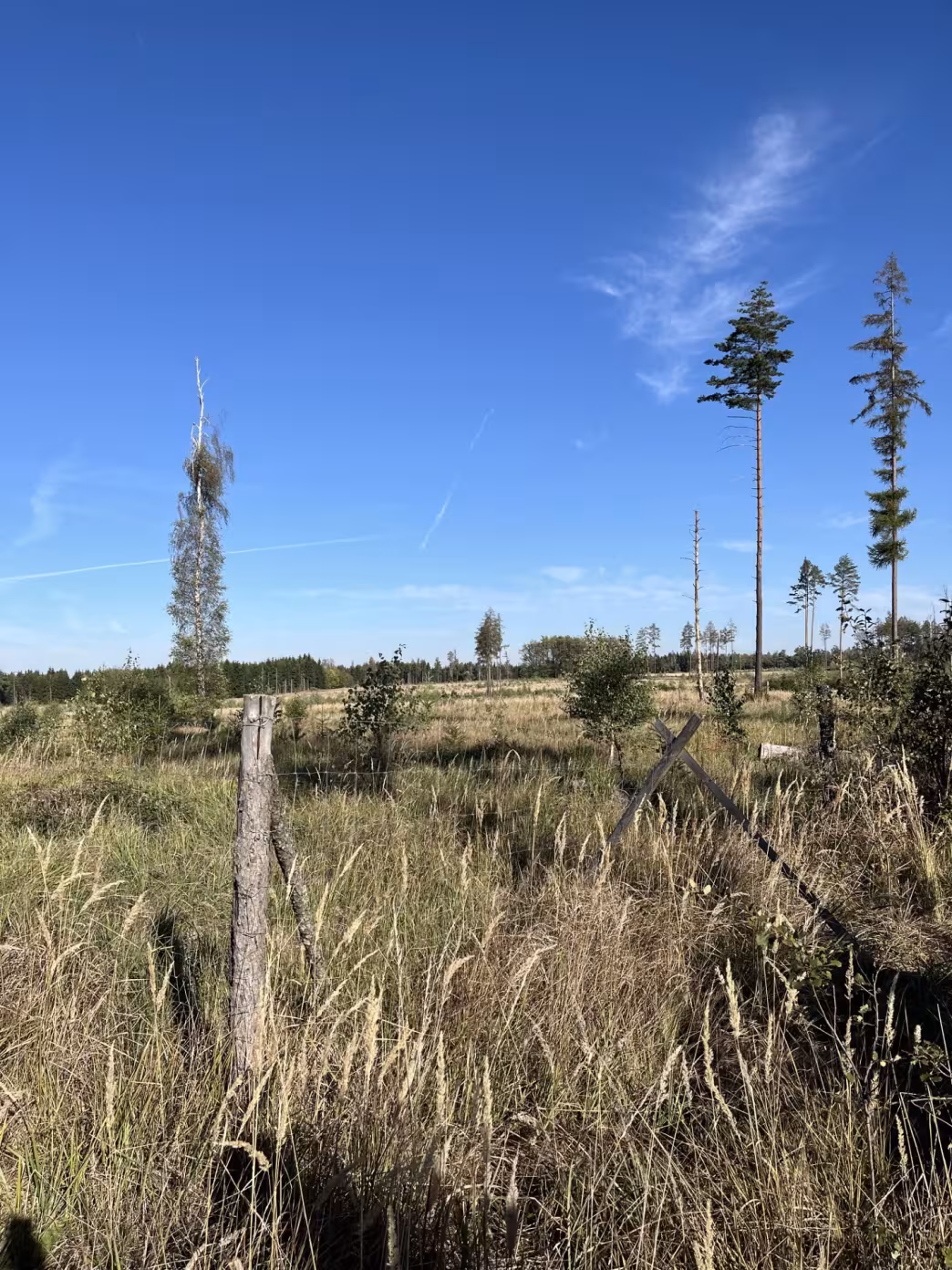 "Traditional" forest management in Czechia: clearcut and planting