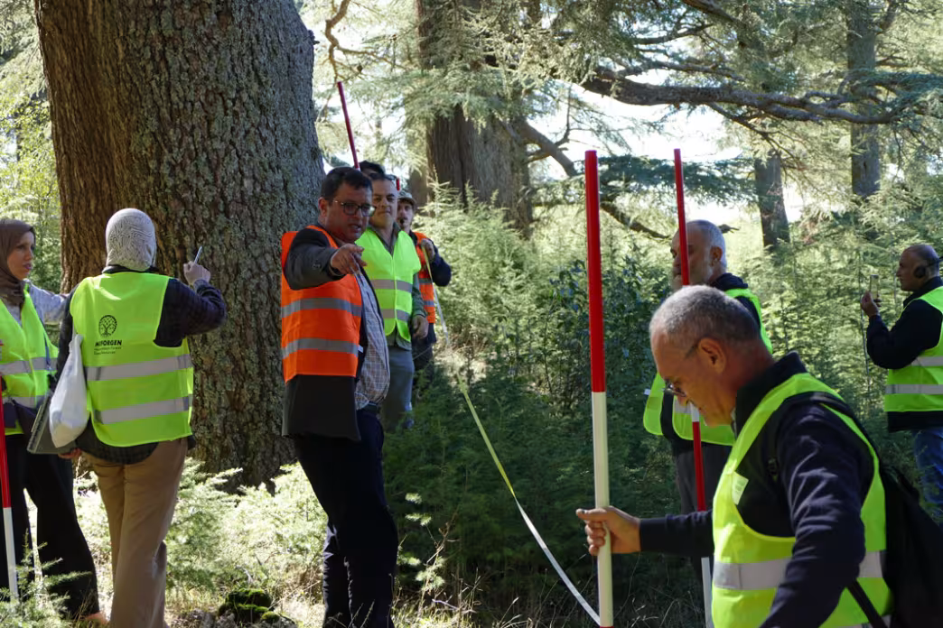 Participants in high-visibility vests setting out red and white ranging poles and a measuring tape between cedar trees.