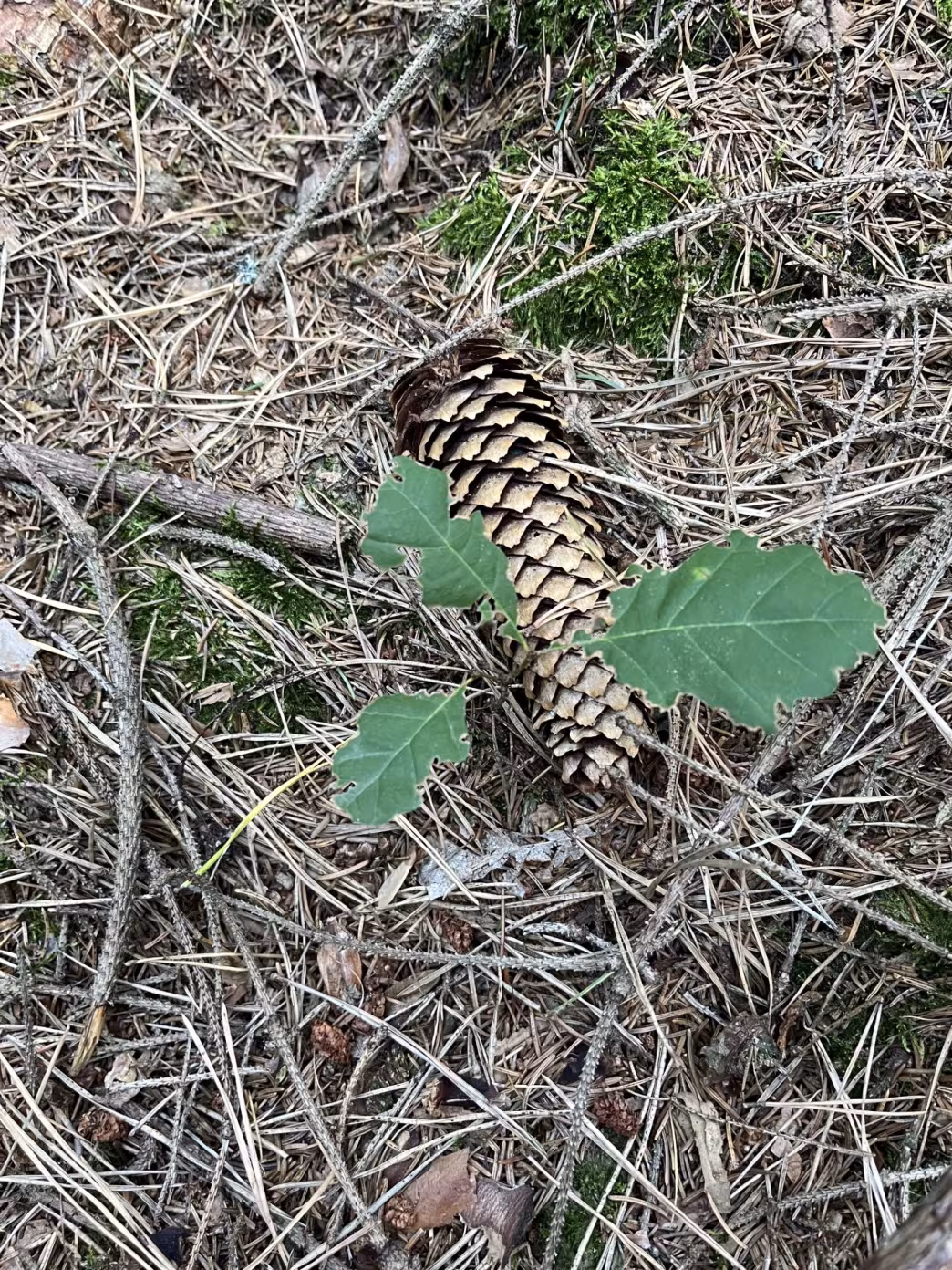 small oak tree growing on the forest floor